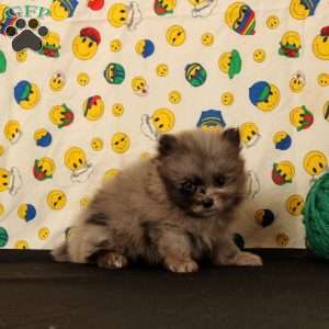 Daisy, Pomeranian Puppy